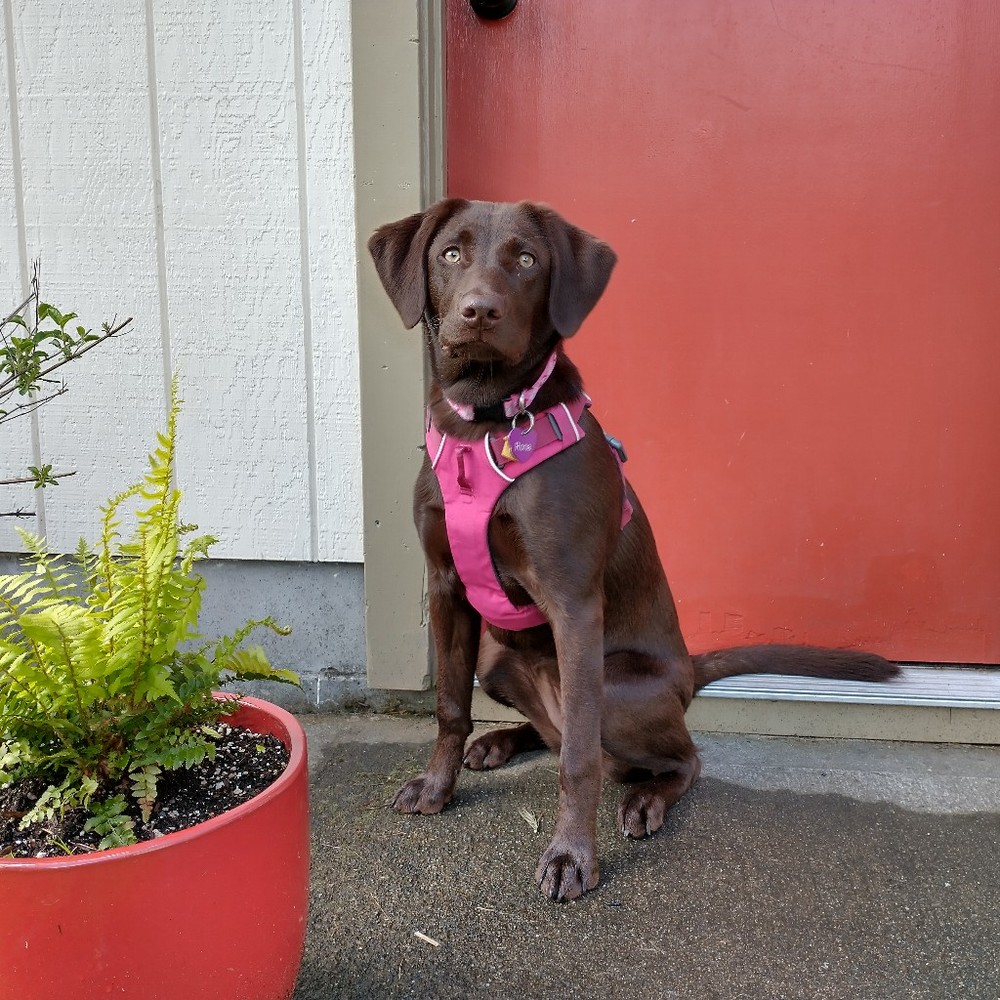 Meet your Posher, Molly